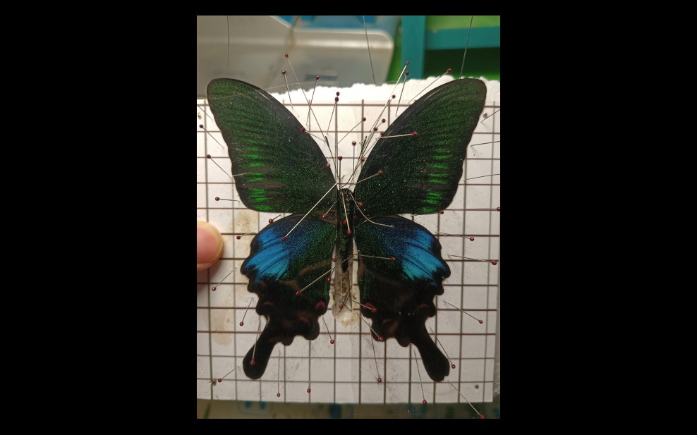 碧凤蝶标本自制欣赏.后来又重新提前翅有些低.