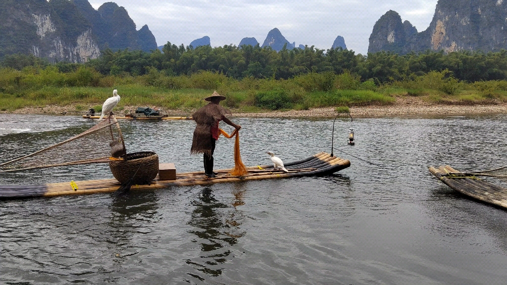 桂林漓江 黄老渔民鸬鹚捕鱼演示