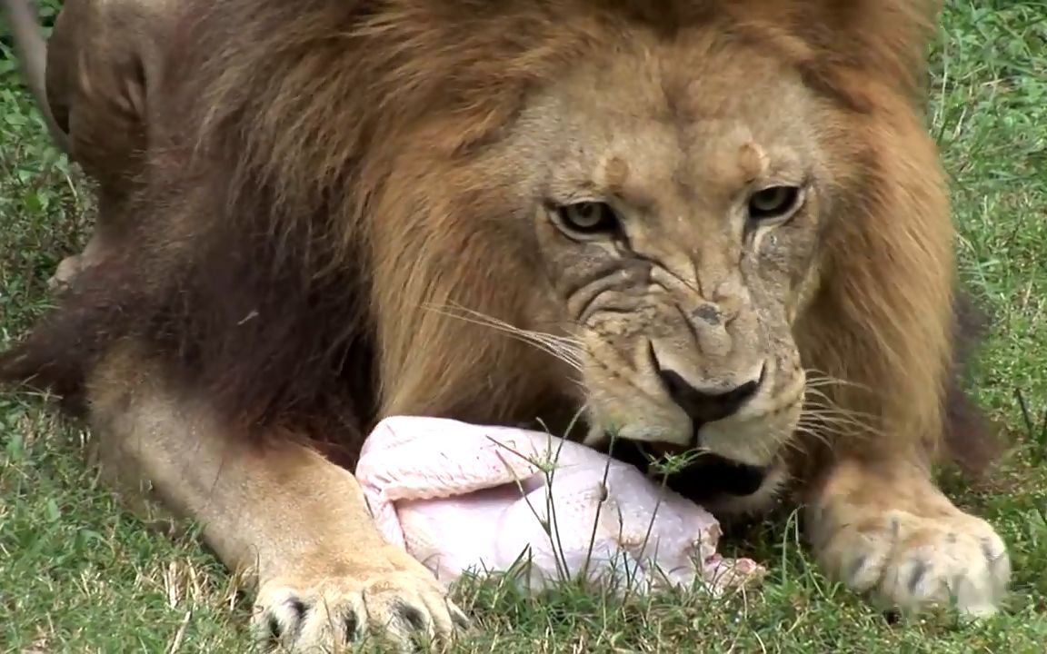 动物园给猛兽们投食肉鸡,美洲豹:为什么就单独把我的放在树上?