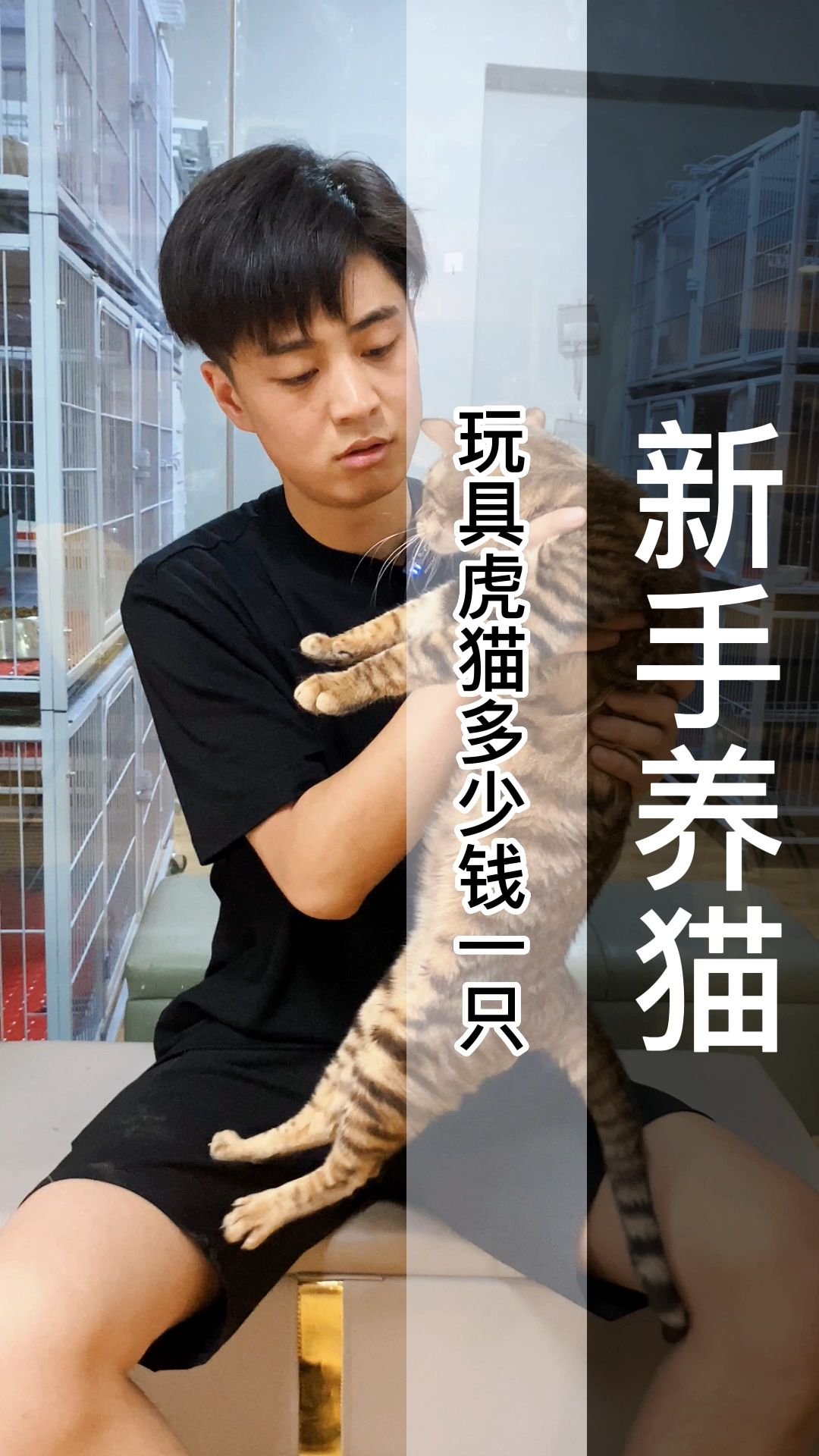 玩具虎猫价位图片