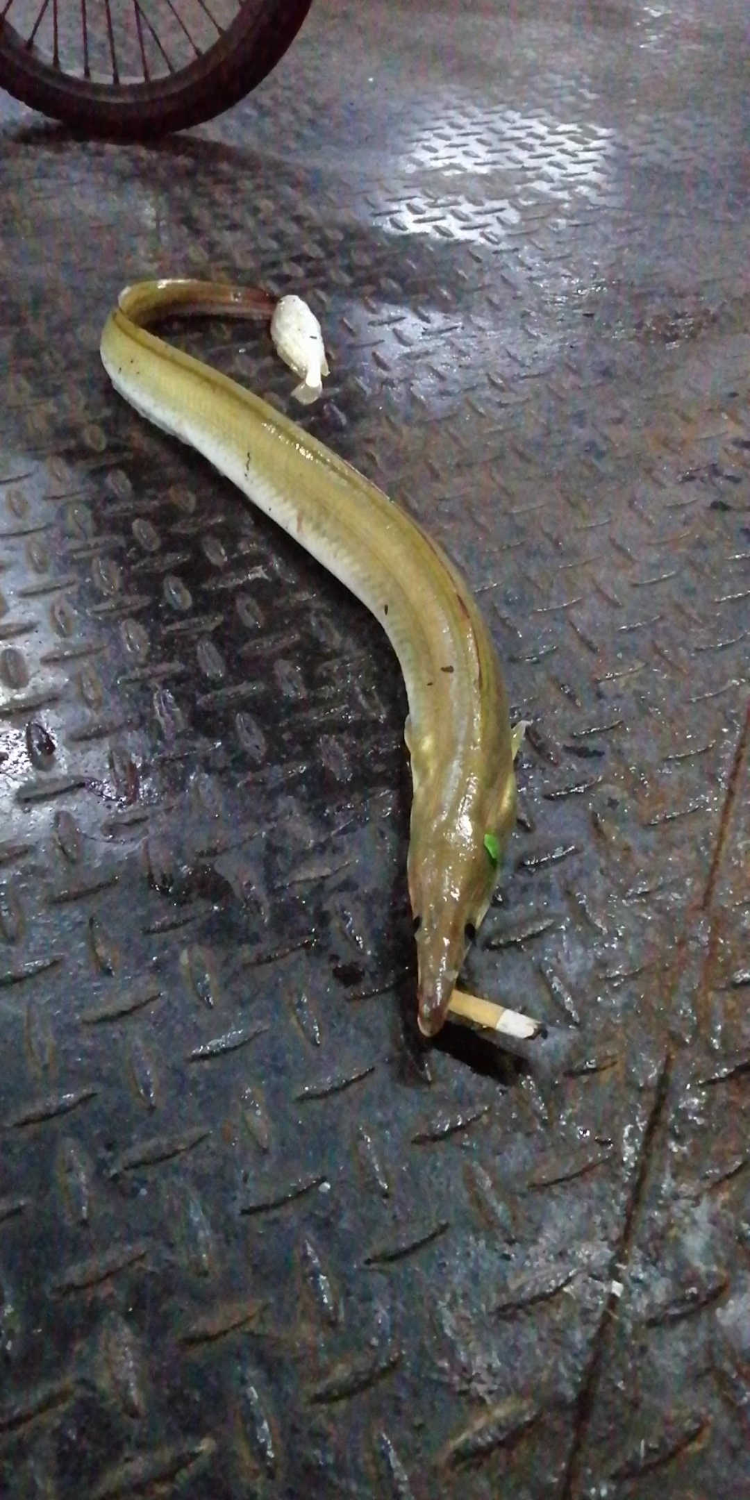 曼鱼抽烟_哔哩哔哩_bilibili