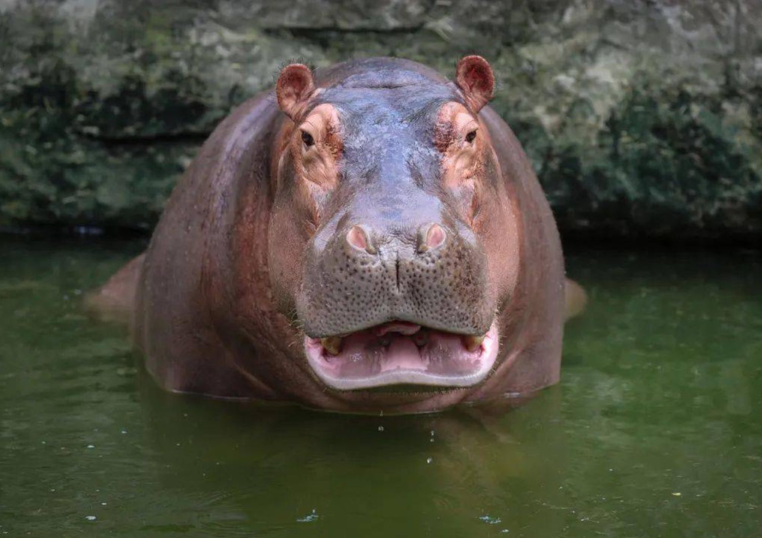 河马的生活能有多不方便,它的存在就是自然界的一个bug