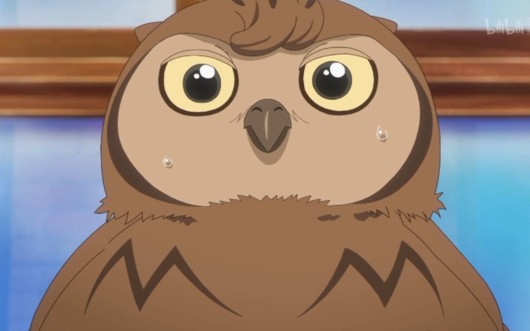 (动物合集)_哔哩哔哩_bilibili