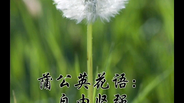 蒲公英花语:自由坚强 无法停留的爱 愿蒲公英飞到的地方有你哔哩哔哩bilibili