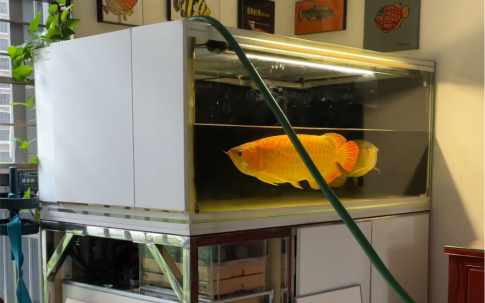 又到龙鱼缸换水时,这一换就是十余年,时间过得太快了!