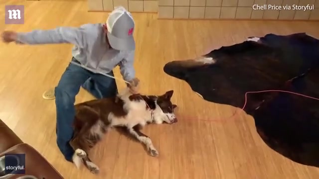 Incredibly patient dog lets a tenyearold aspiring cowboy practice lassoing and哔哩哔哩bilibili