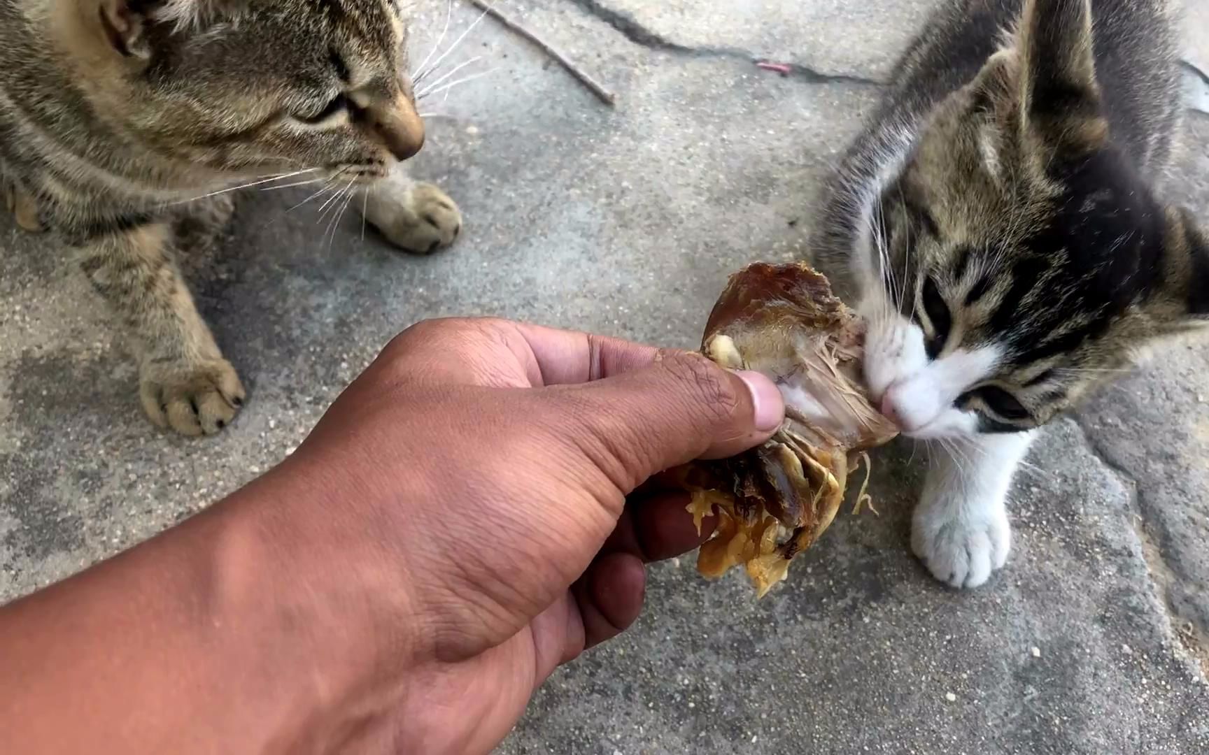 【国猫狸花】当农村的喵第一次见到烤鸭肉,妈妈馋的直舔嘴,但却依然让