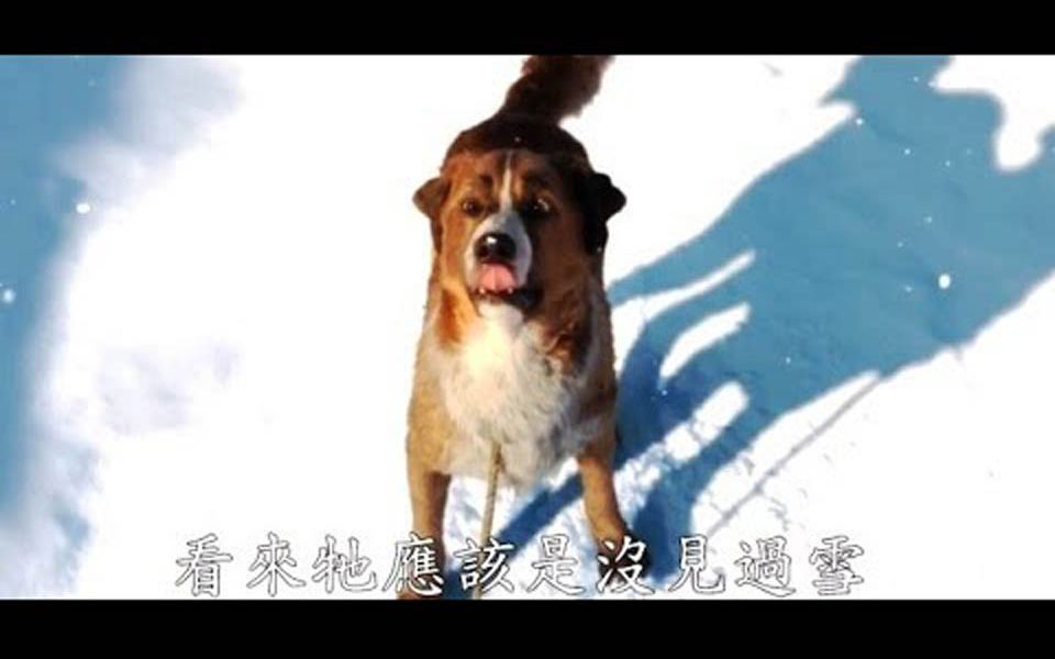 电影宣传片:极地守护犬预告(1540)哔哩哔哩bilibili