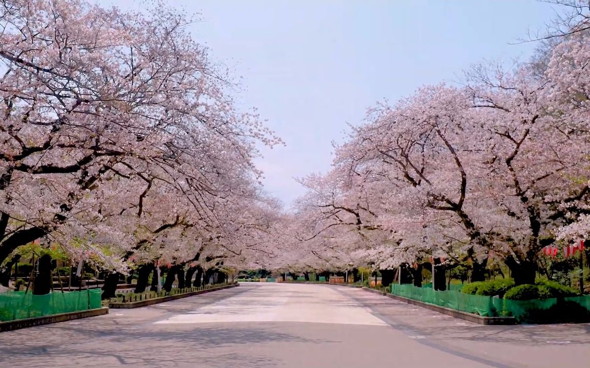 【超清日本】紧急状态前的上野公园 满开的樱花和紧急状态后的对比