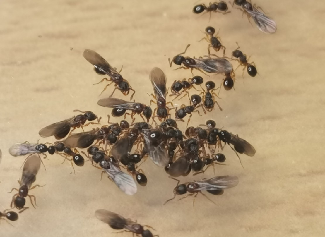 [图]某切叶蚁（Myrmecina sp.）和起飞的雄蚁