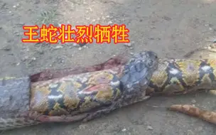 Download Video: 眼镜王蛇吞噬蟒蛇被撑死