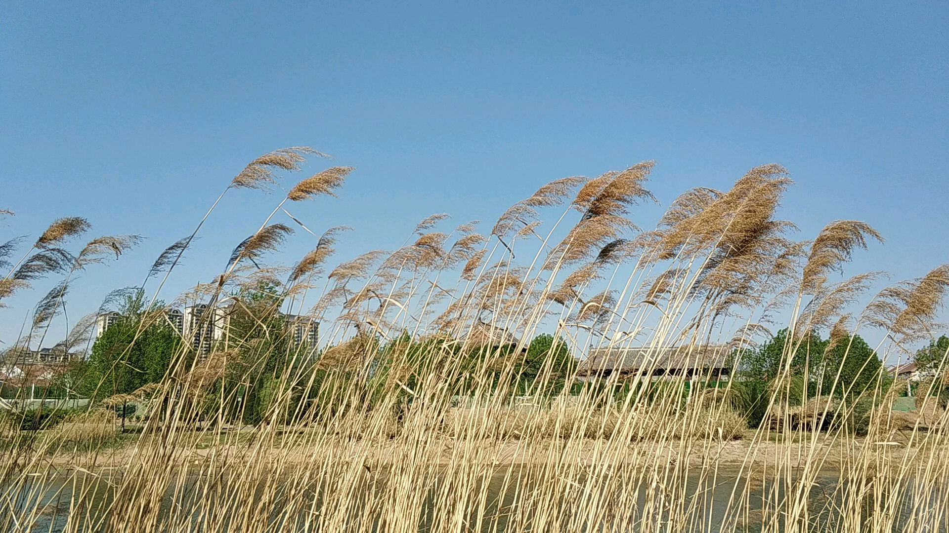芦苇微微随风舞