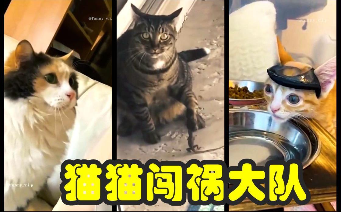 猫猫闯祸大队_哔哩哔哩_bilibili