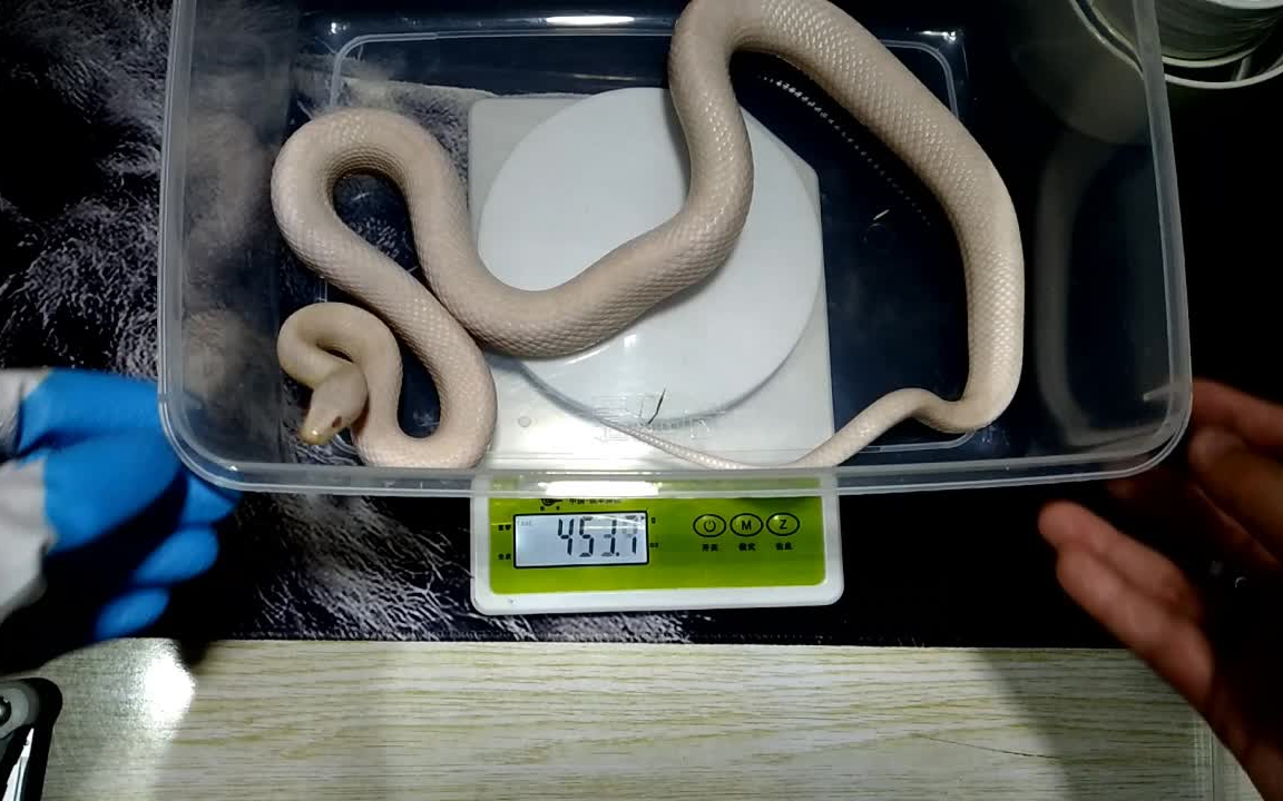 【玉米蛇】称体重啦!