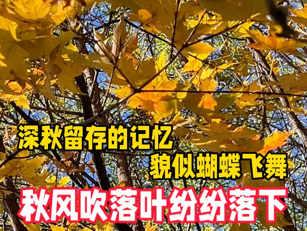 [图]深秋留存的记忆！秋风吹落叶纷纷落下，貌似蝴蝶飞舞