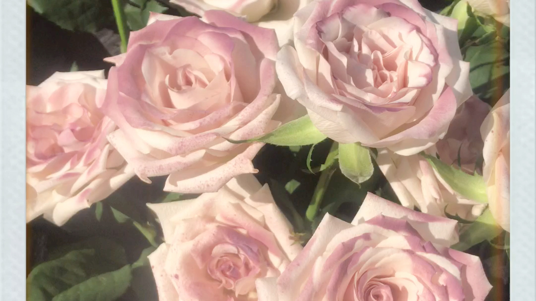 "暮光之心"曼塔玫瑰 广州花店 温柔高级