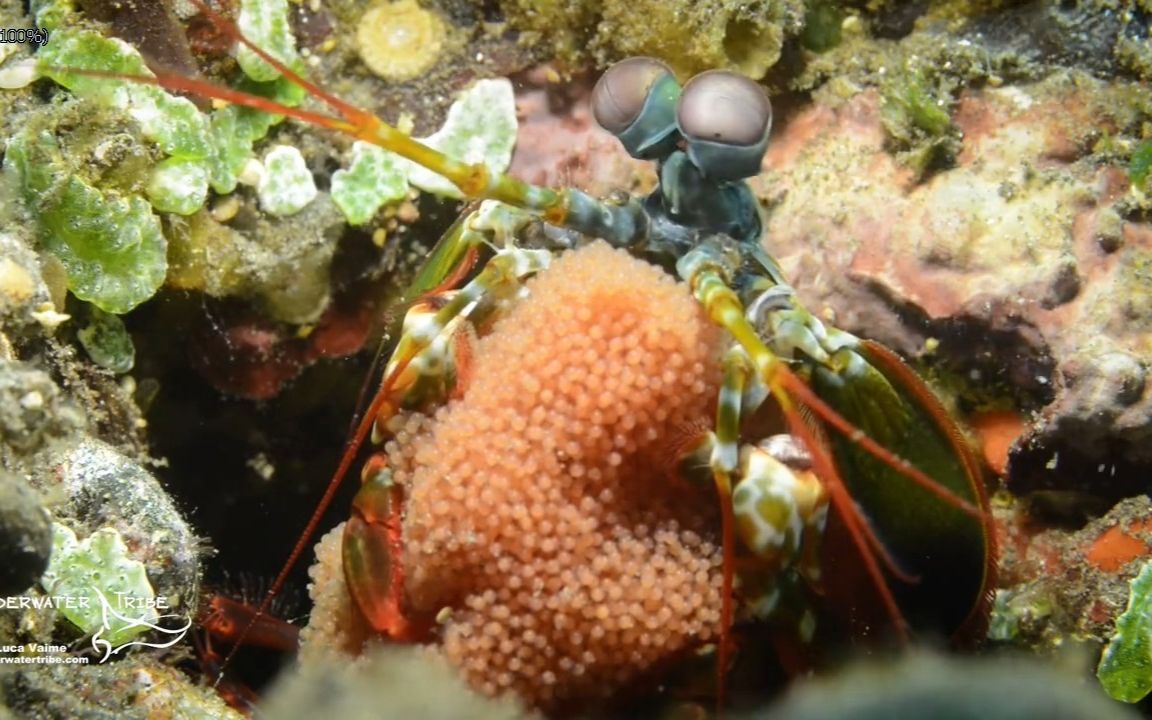 螳螂虾卵孵化图片