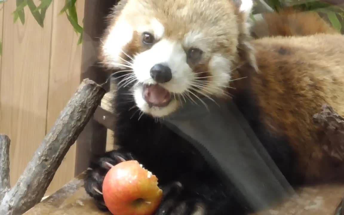 东山动植物园吃苹果的小熊猫