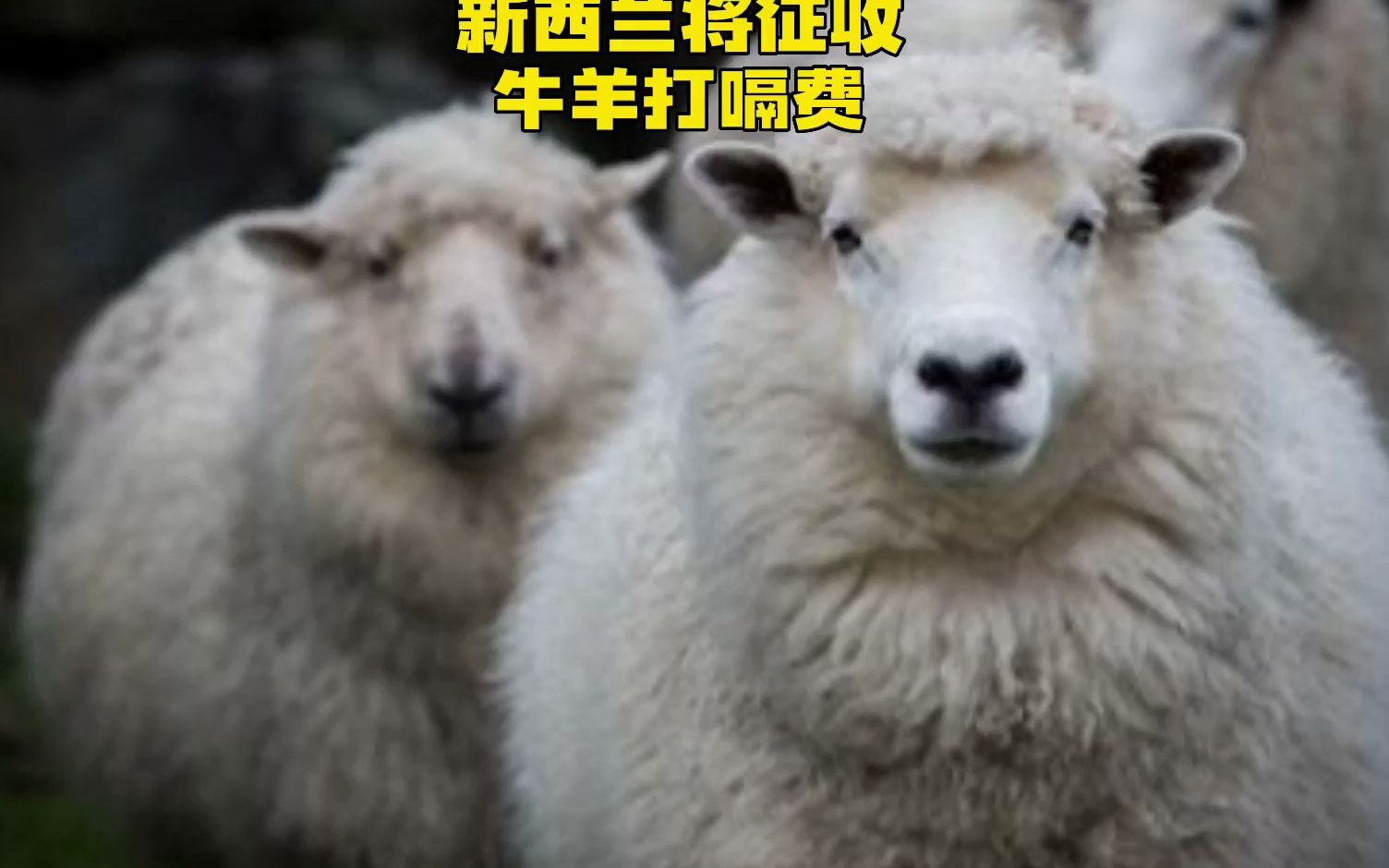 羊：我打嗝放屁都要管？新西兰要开国际先河，征收牛羊打嗝费