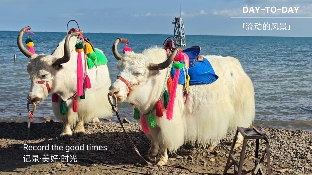 青海湖边的牦牛