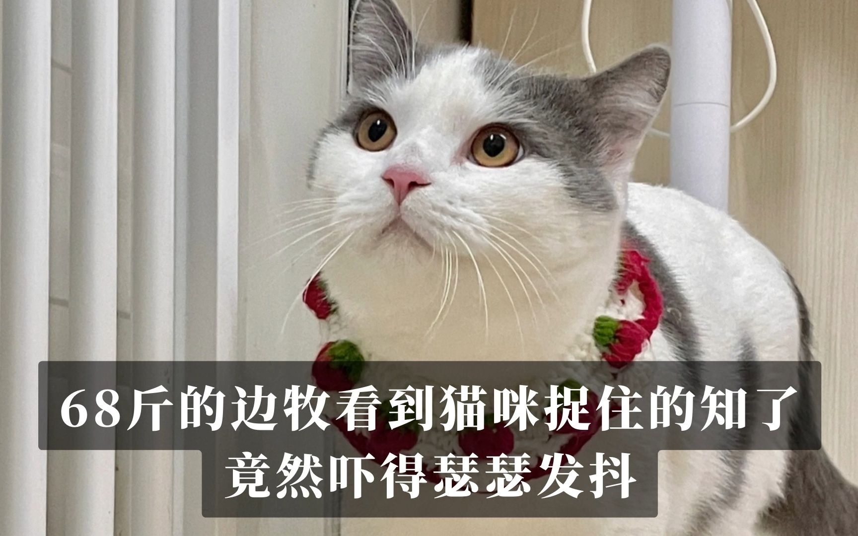 68斤的边牧看到猫咪捉住的知了,竟然吓得瑟瑟发抖