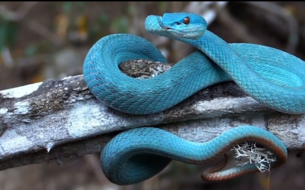 很美海岛蓝色竹叶青