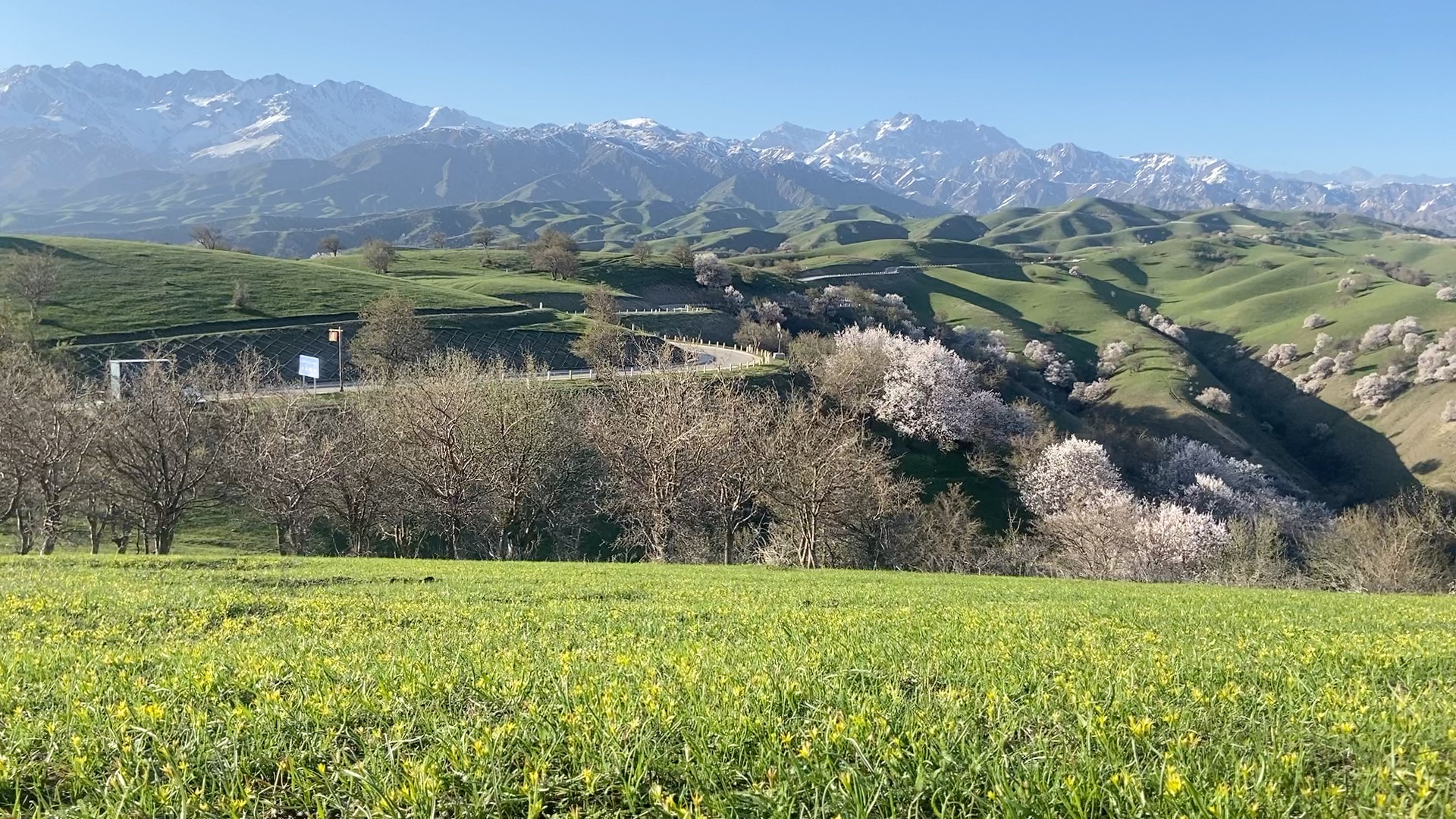 新疆伊犁福寿山(无滤镜)_哔哩哔哩_bilibili