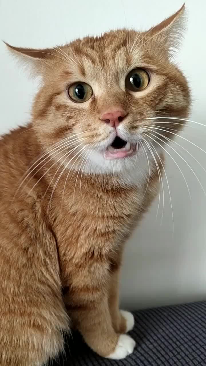 橘猫叫起来也是那么可爱的哦