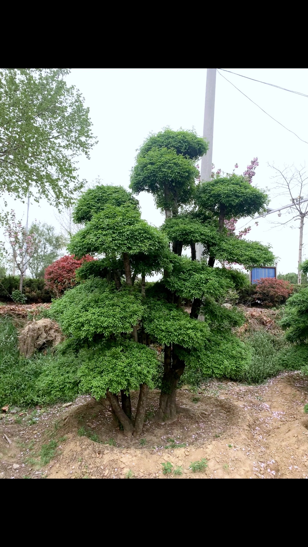 对节白蜡#造型对节白蜡#对节白蜡盆景#老桩盆景