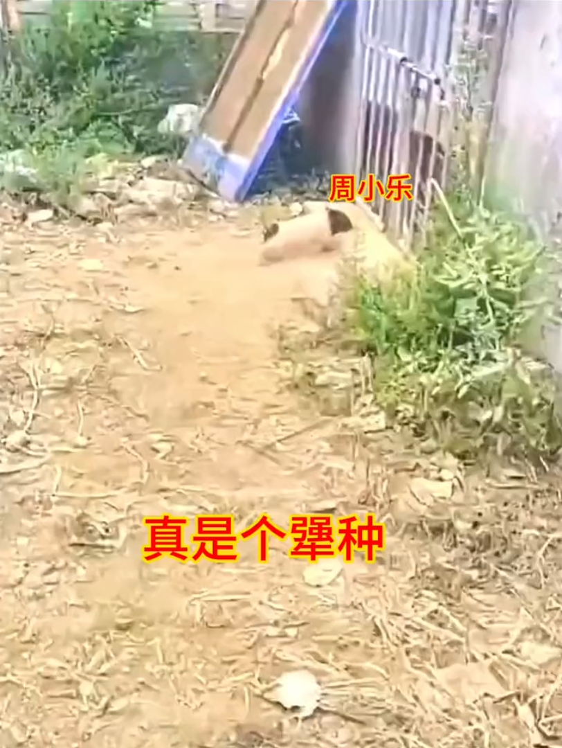 让你们看看什么是犟种,@你身边的犟种朋友哔哩哔哩bilibili