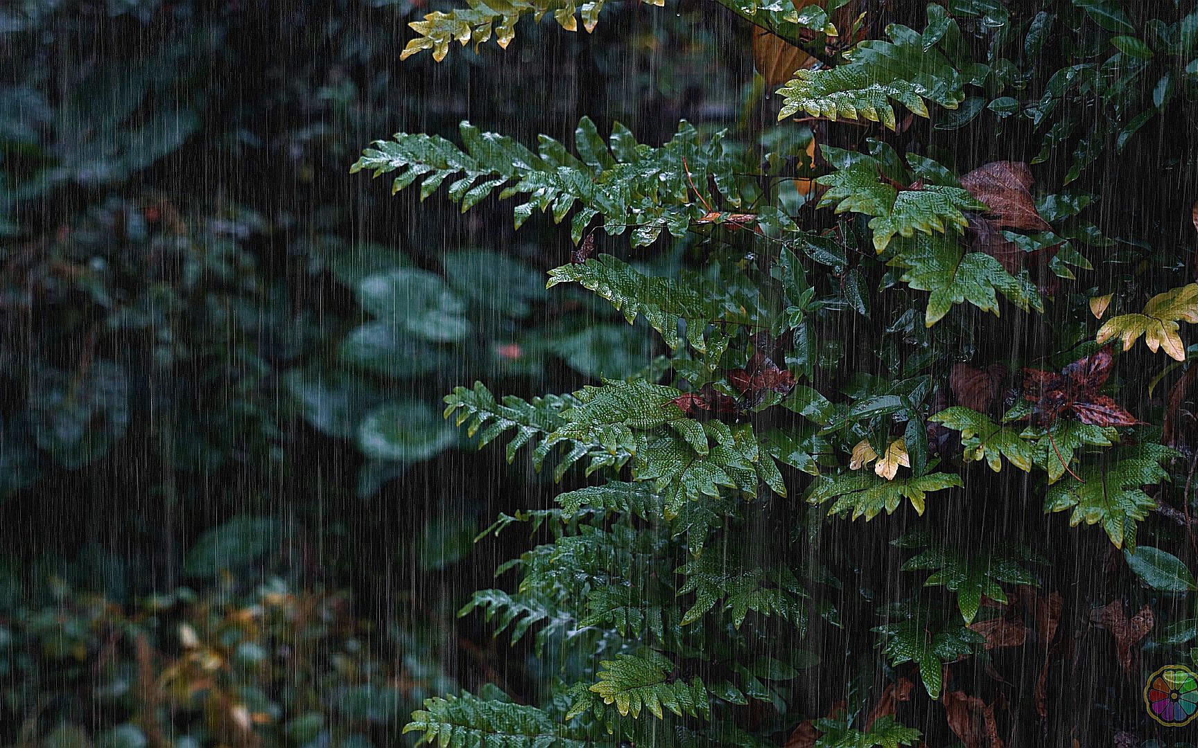 [图]✅世界公认最佳放松雷雨声⚡树林自然雨声睡眠音乐，白噪音，PTSD，雷暴，睡眠，下雨，雨天，真实雨声，学习，工作，冥想，失眠，催眠，生活记录，雨声入睡，2021