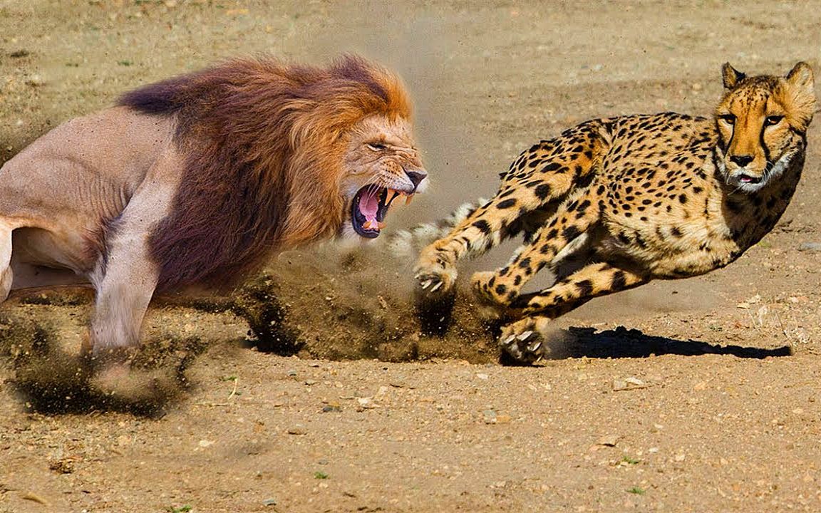雪豹vs美洲狮图片