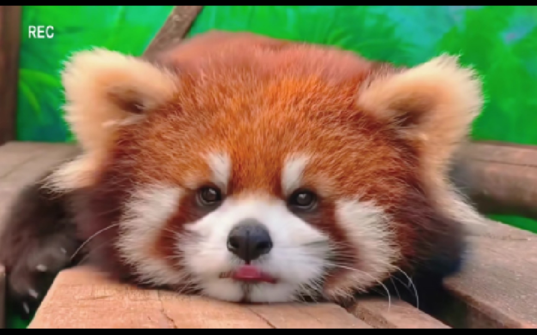 治愈系可爱小熊猫