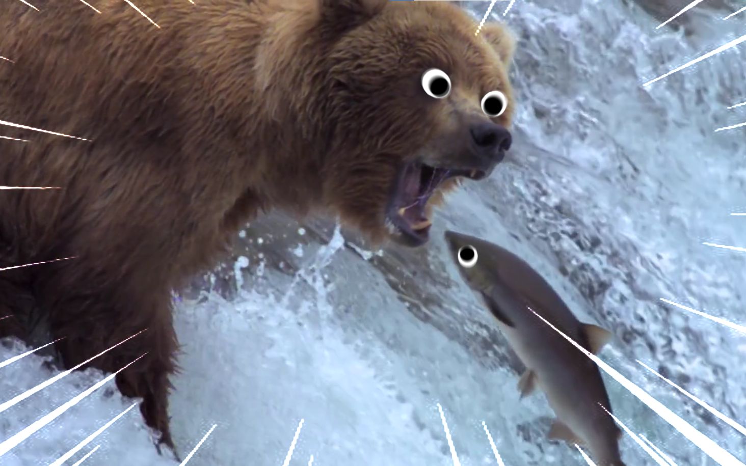 动物世界名场面:有 bear 来!