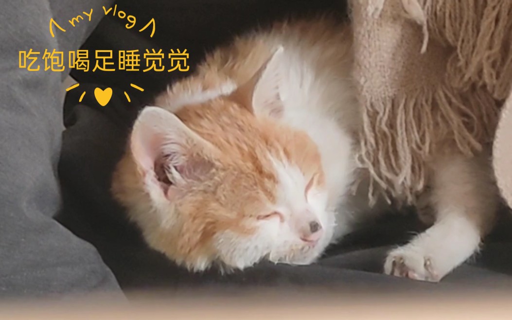 【流浪小橘猫】吃饱喝足去更衣,暖暖和和找窝睡