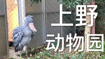 东京上野动物园文明看 哔哩哔哩 Bilibili