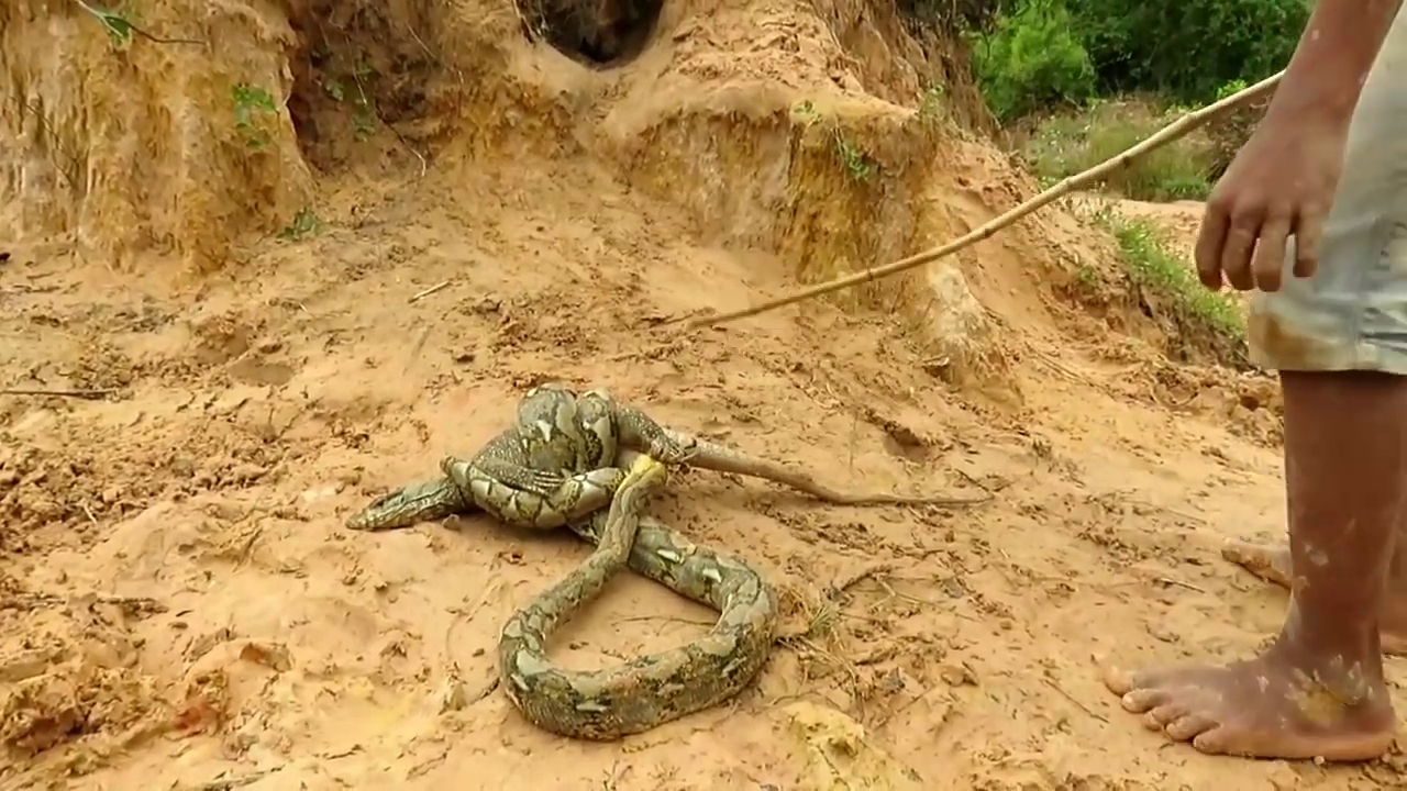 科莫多蜥蜴对战大蟒蛇,到底谁更厉害