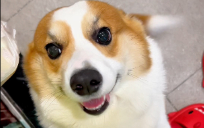 哈基米本基迎接你回家是种什么体验?