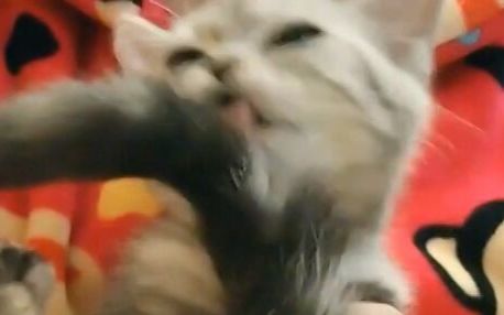 一个羞耻的猫片:小猫咪疯狂舔自己下半身的?...哔哩哔哩bilibili