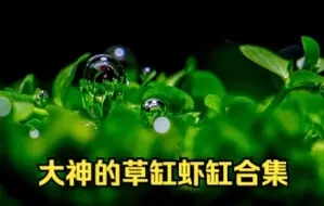 Télécharger la video: 大神的草缸和虾缸合集，水草状态绝了！草缸；虾缸；水草；冒泡的水草