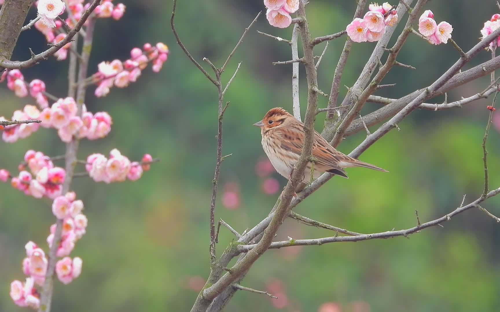 花鸟视频梅花盛开,梅花上的小鹀鸟哔哩哔哩bilibili