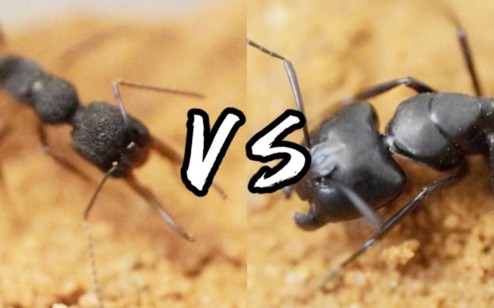 猎镰猛蚁vs日本弓背蚁大工