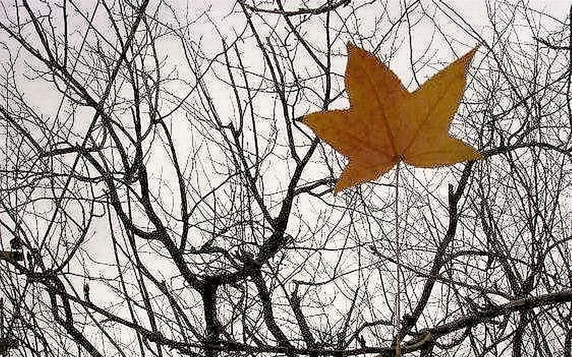 [图]THE LAST LEAF， 最后一片叶子，虽然是假的，却代表还有一丝希望