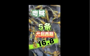 Descargar video: 粤鳉观背青鳉 尤利西斯开卖啦！星光闪闪发光