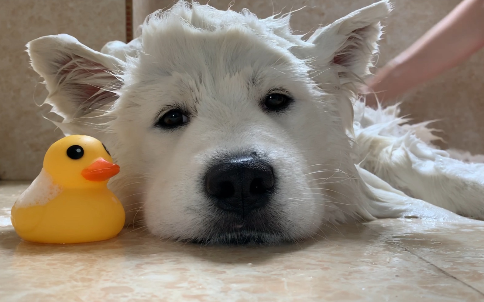 萨摩耶:躺着洗澡好舒服哇!任由铲屎君折腾去吧!