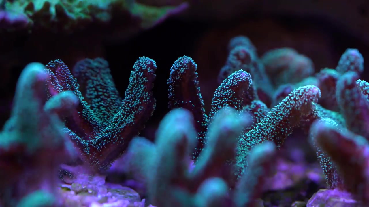 [图]【搬运】海水缸 Kiat's Reef Tank