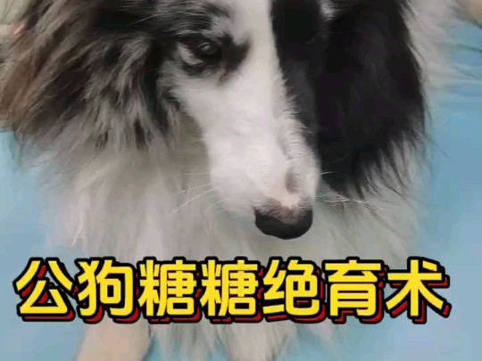 公狗绝育手术#绝育 #宠物知识 衡水宠物医院哔哩哔哩bilibili