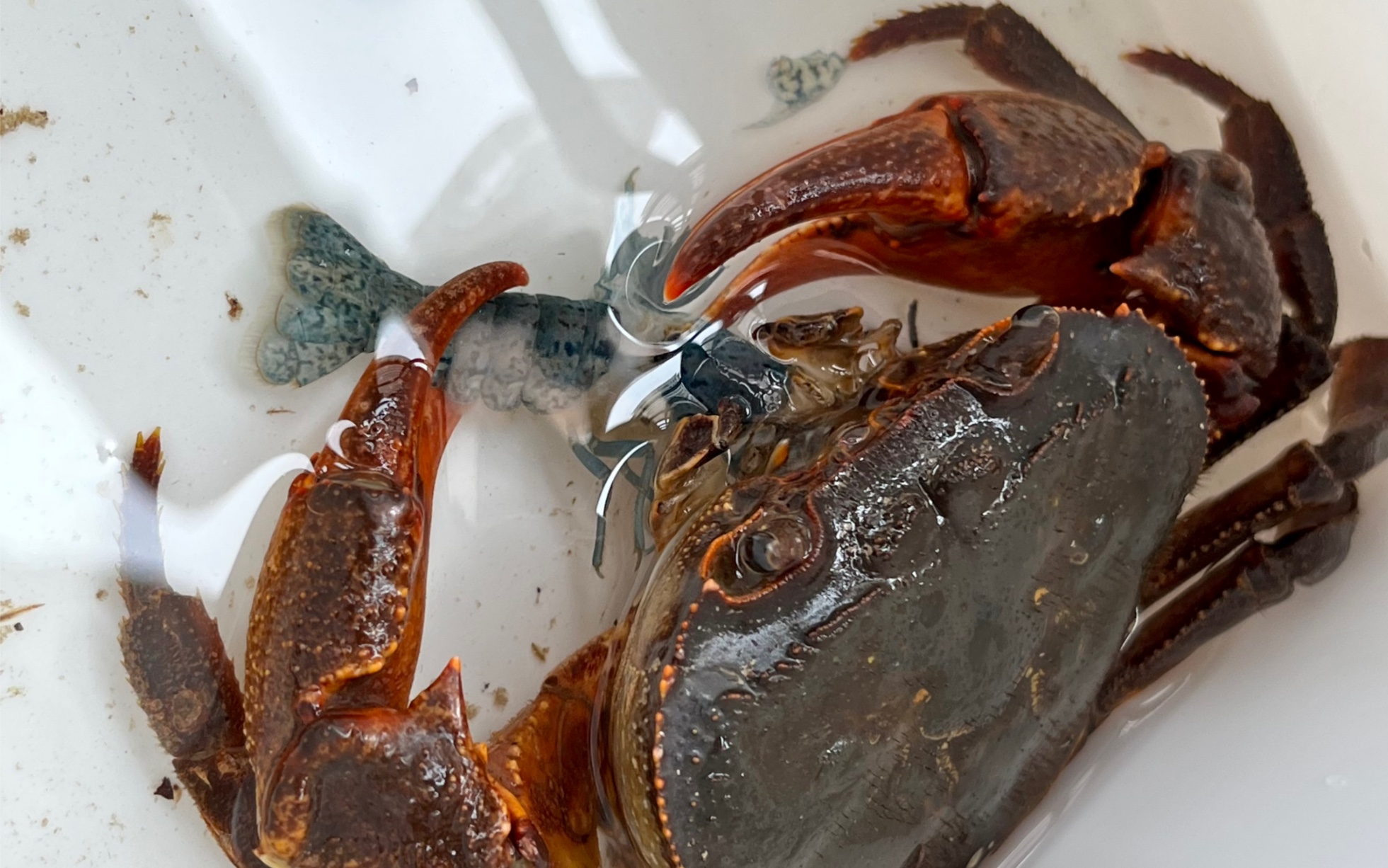 沉浸式喂螃蟹嘎嘣脆尖叶龙溪蟹这顿吃小龙虾