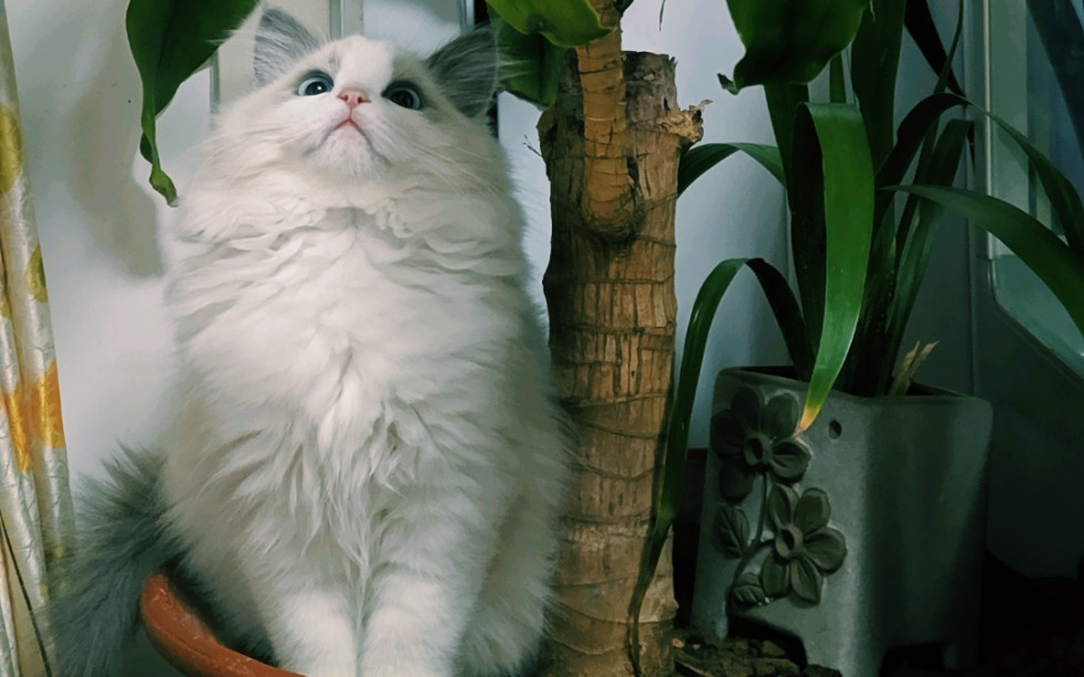 布拉多尔巡回猫