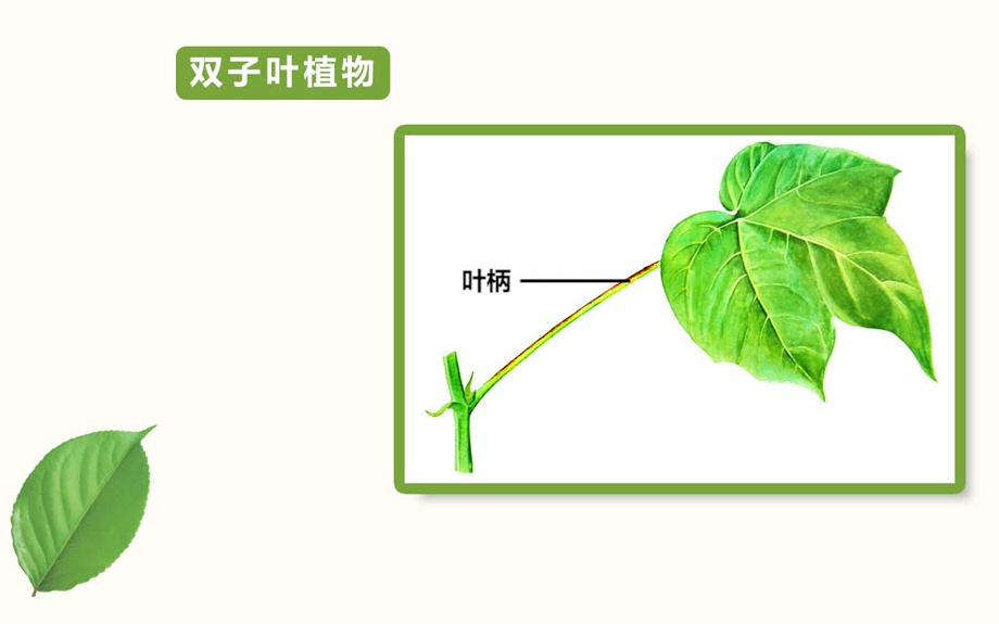 【职教】花卉栽培哔哩哔哩bilibili